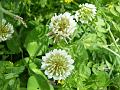 Trifolium repens1